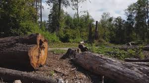 Best Fruit Tree Pruning  in Goldens Bridge, NY
