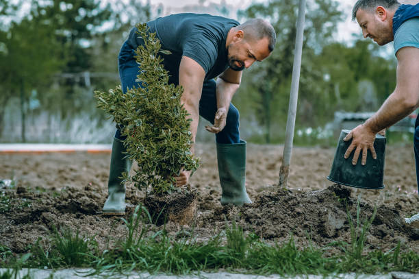 Lawn Watering Services in Goldens Bridge, NY