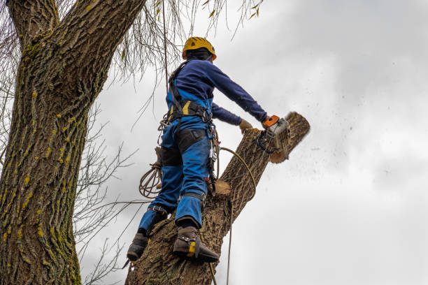 Best Tree Trimming and Pruning  in Goldens Bridge, NY