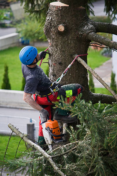 Best Root Management and Removal  in Goldens Bridge, NY