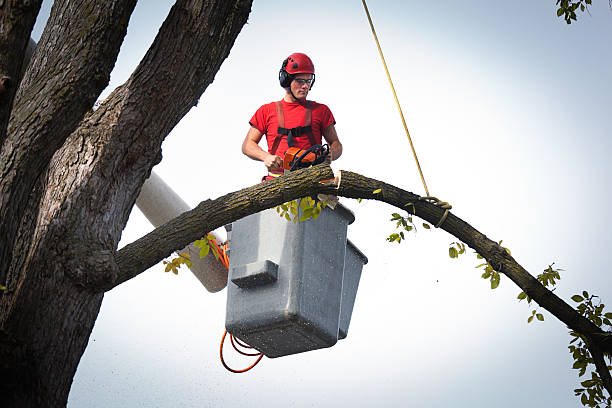 Best Tree Cabling and Bracing  in Goldens Bridge, NY